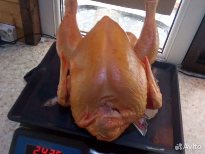 Куры тушки бройлеры