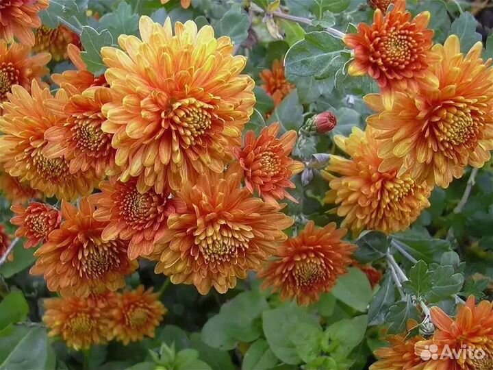 Хризантема 