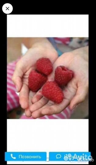 Малиновое дерево