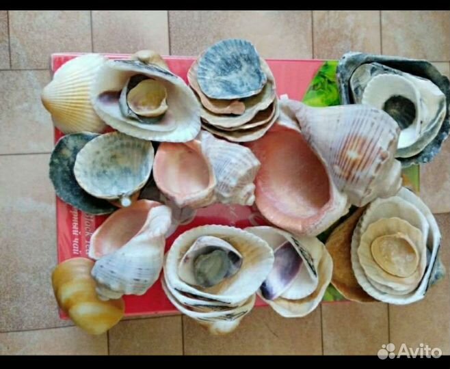 Ракушки и раковины с берегов Черного Моря