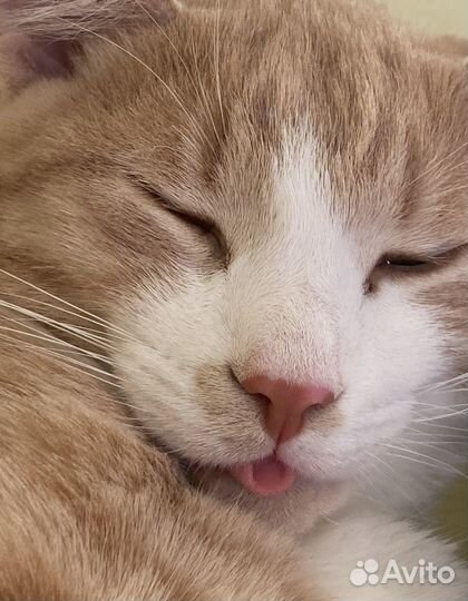 Кот в самые добрые руки