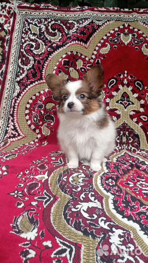 Щенки папийона