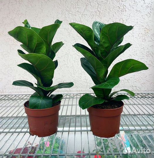 Фикус Лирата