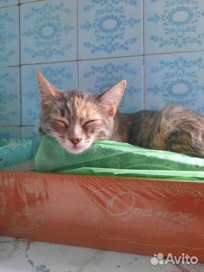 Котята в дар две девочки и мальчик