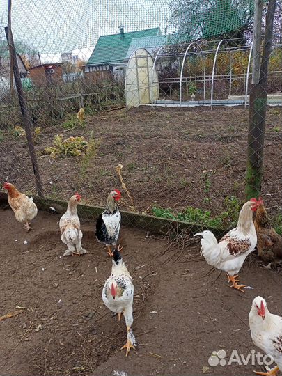 Молодые петушки