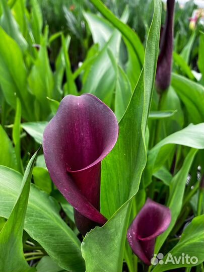 Луковицы каллы (после выгонки)