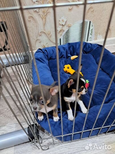 Щенки чихуахуа