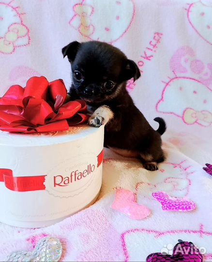 Чихуашка миник