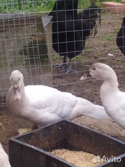 Индоутка мускусная утка