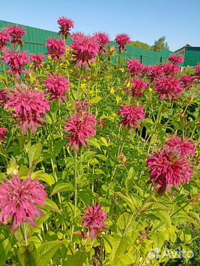 Растения для сада