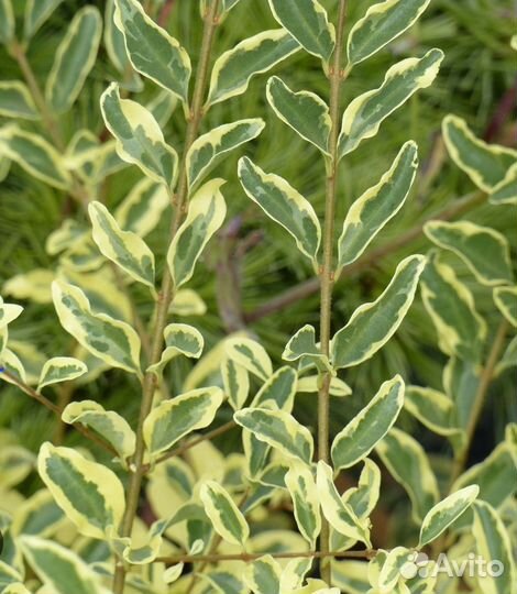 Бирючина ибота Ligustrum ibota 