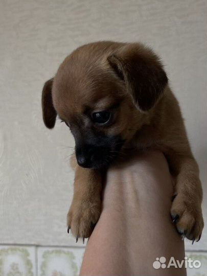 Той-терьер щенки