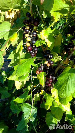 Свежие ягоды черной смородины