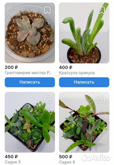 Суккуленты эхеверии алоэ эониумы ампельные