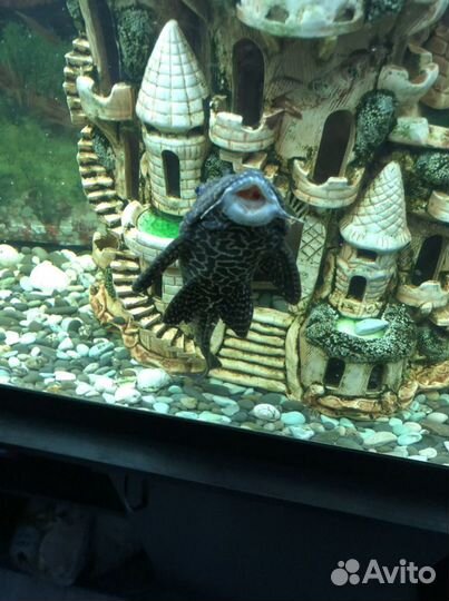 Сомик птеригоплихт парчевый