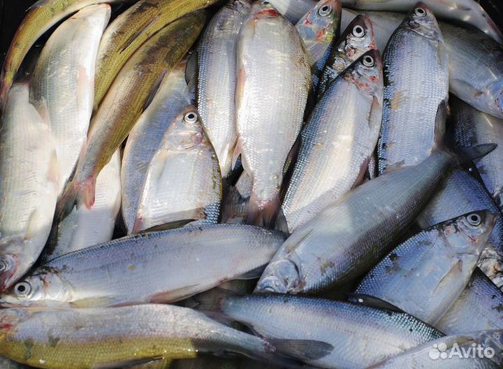 Пелядь, сырок, свежемороженный оптом