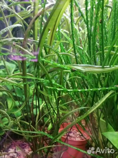 Растения в аквариум. Хелена улитка. Моллинезия