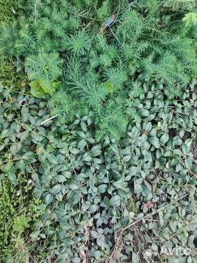 Почвопокровные растения суккуленты