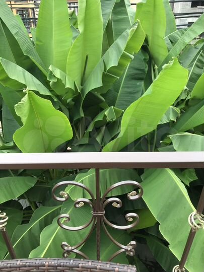 Квартира-студия, 36 м², 1/3 эт.