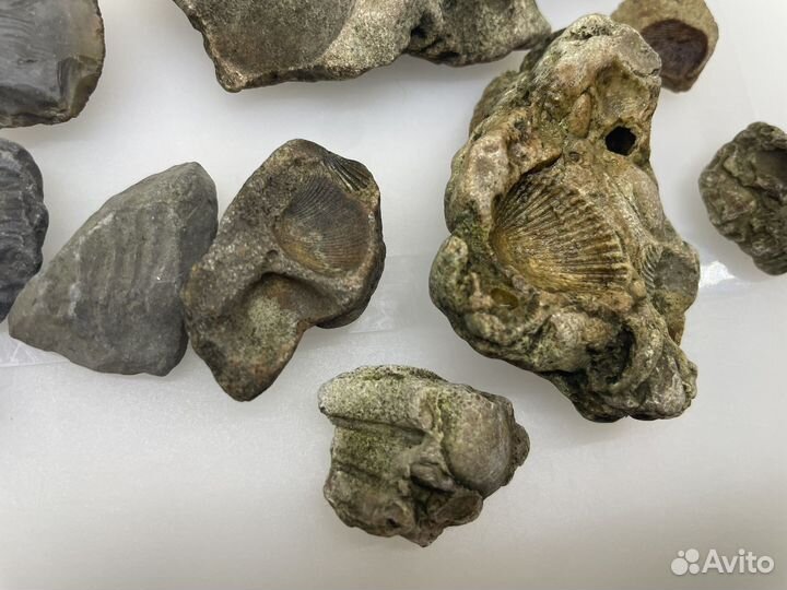 Отпечатки древних окаменелостей