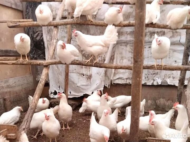 Куры несушки