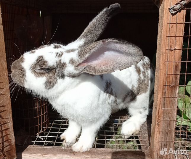 Кролики мясных пород Калифорния и помесь