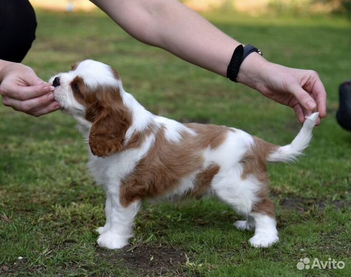 Кинг чарльз спаниель