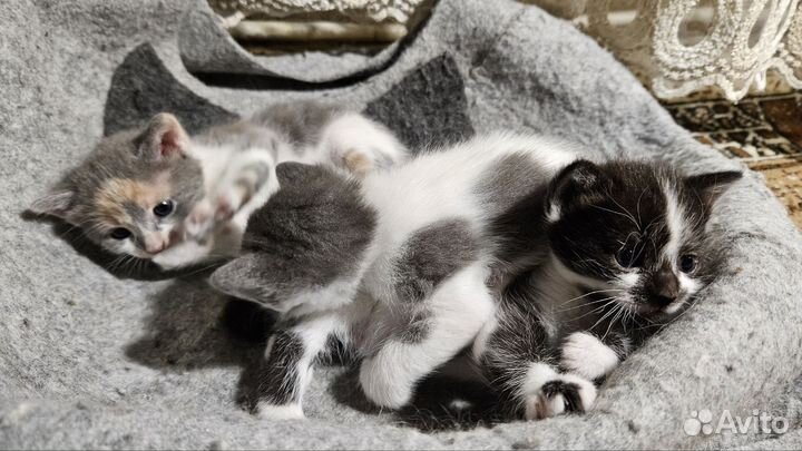 Очаровательные котята в добрые руки