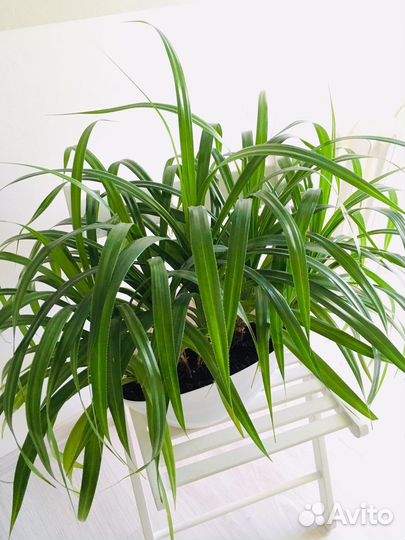 Пальма панданус, домашние цветы цветы для офиса