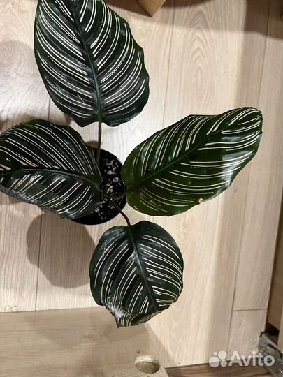 Калатея сандериана