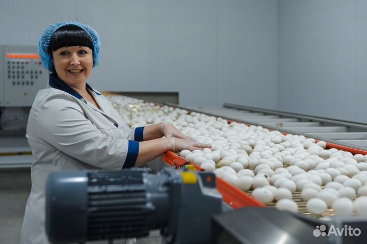 Вакансия на вахту: работа на птицефабрике Пермь