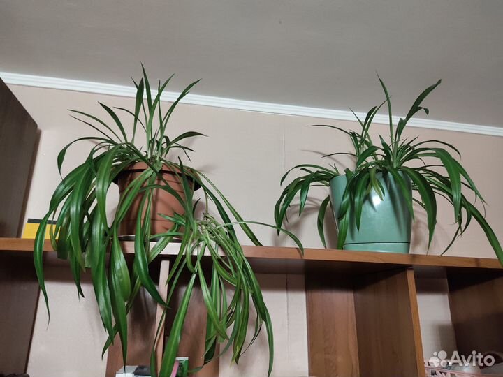 Комнатные растения цветы большие