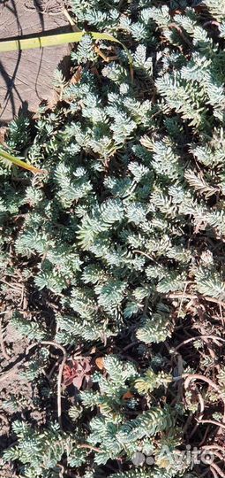 Цветы уличные