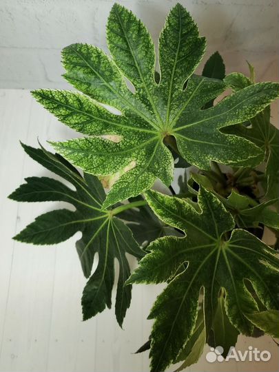 Фатсия вариегата Спайдерс Веб, японская аралия