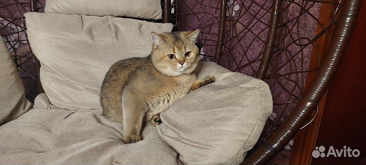 Британский кот