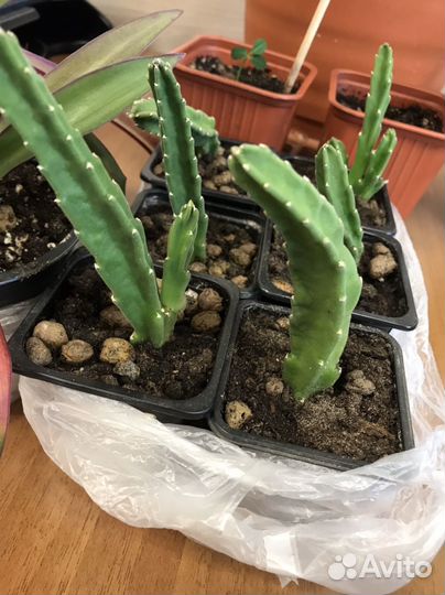 Стапелия суккулентное растение