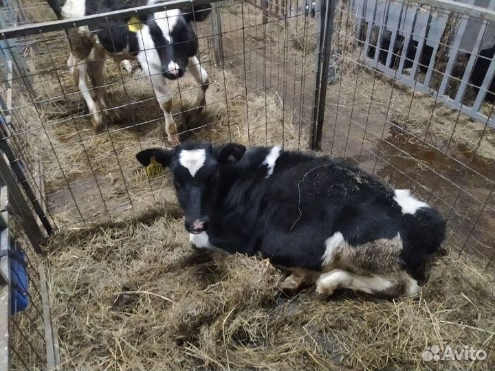 Телочки 1 - 2 мес