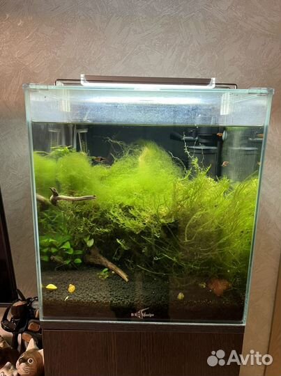 Аквариум с тумбой Биодизайн кубик 50 лит