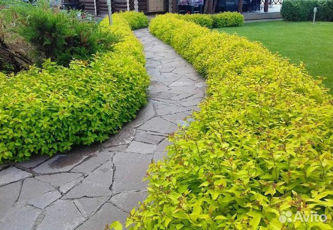 Семена Спиреи Голден Принцесс 1000+ шт