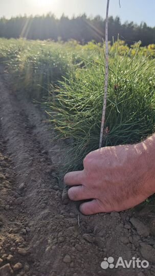 Сеянцы сосны окс