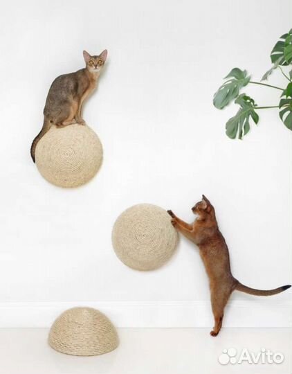 Когтеточка-полусфера, Woolen