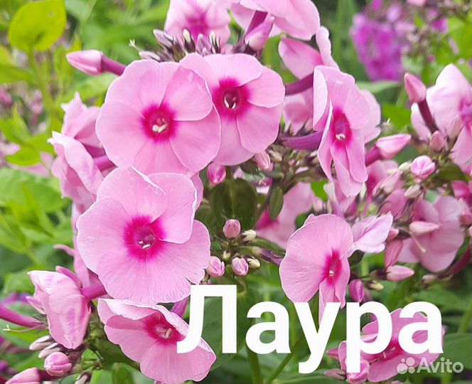 Флоксы многолетние