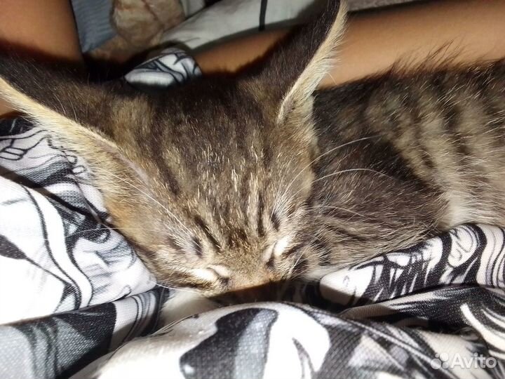 Продам котенка, бесплатное