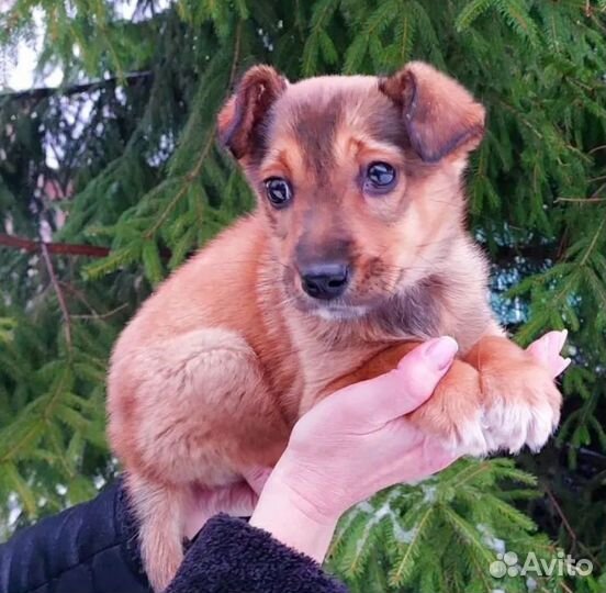 В добрые руки