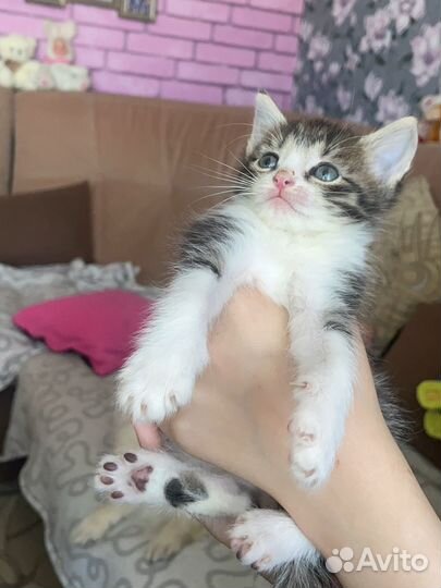 Котенок мальчик 1 месяц