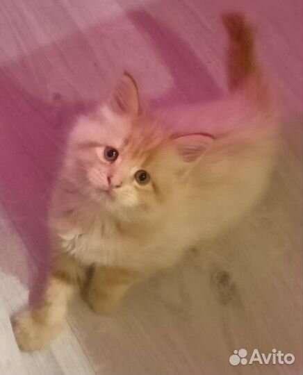 Котята мейн-кун