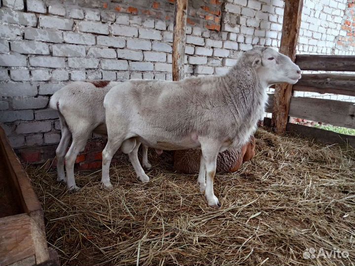 Ягнята Катумские бронь