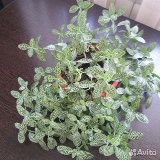 Комнатные растения