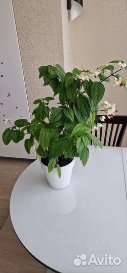 Клеродендрум томпсон