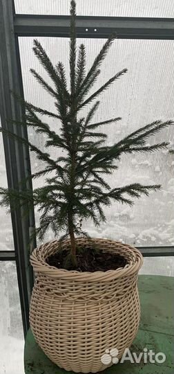 Ель живая в горшке